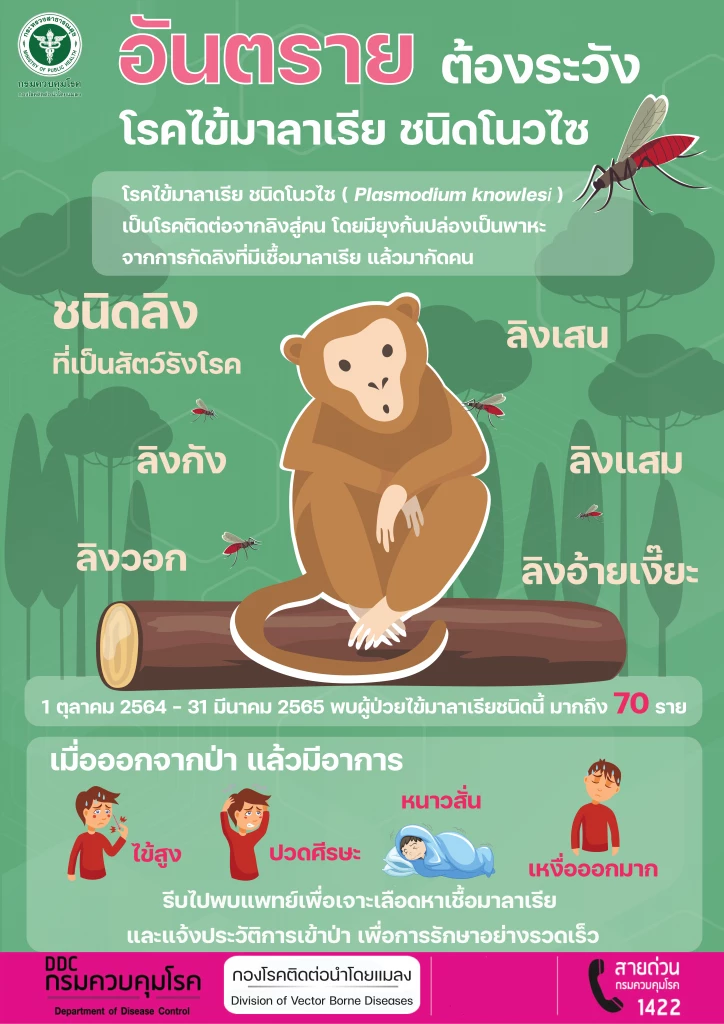 เตือน ไข้มาลาเรียสายพันธุ์ “โนวไซ” ระบาด หลังพบติดเชื้อ 70 ราย